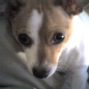 Meet your Posher, Thomas